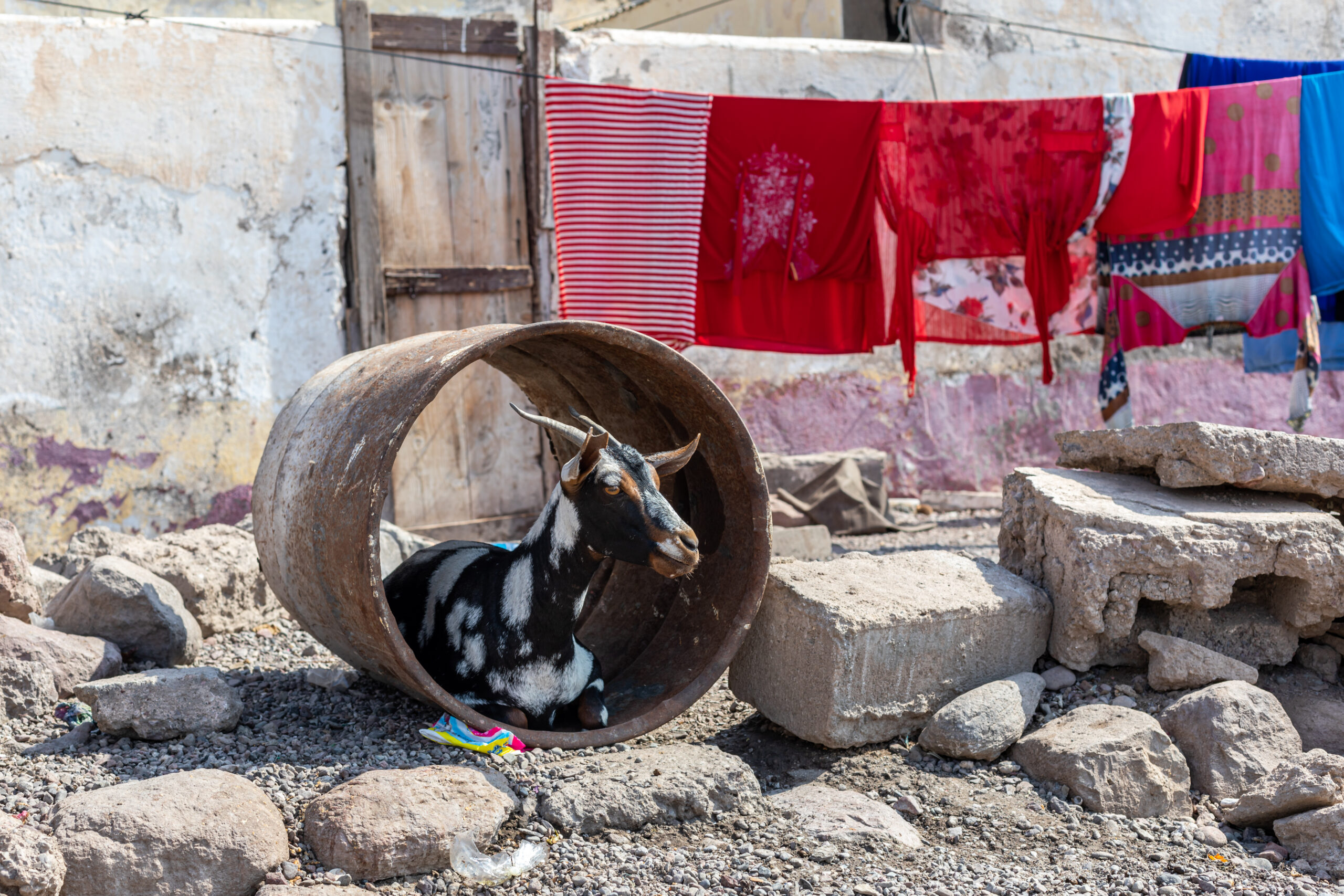 Tales of the Djibouti By Camille Massida